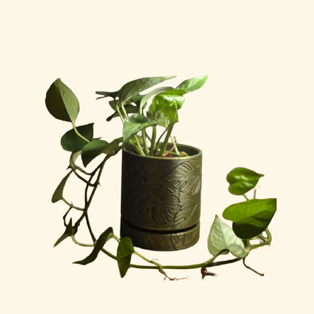 website 2-40.webp